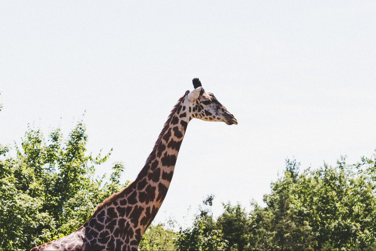 Giraffe standing in a natural setting with trees and a clear sky